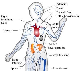 The importance of immune support