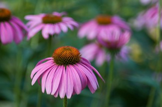 Natural Rx: The Best Herbs and Supplements for Your Immune System