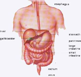 Terrific Tips For Managing IBS