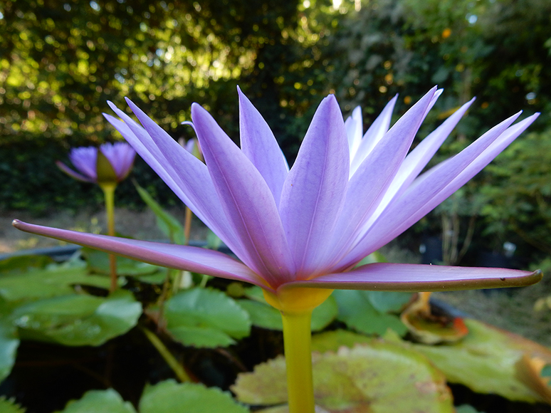 Blue Lotus Absolute (Nymphea Cerulea) Essential Oil Profile Benefits Properties