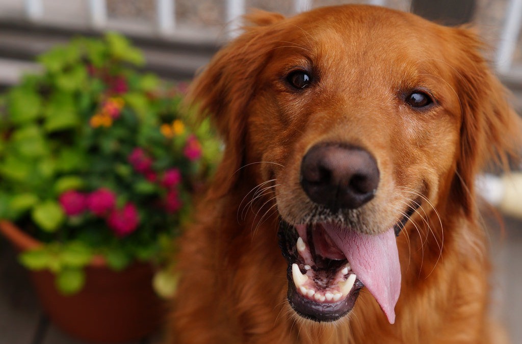 14930552420 abeb4d9d5f b 1024x675 1