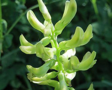 34789855864 f6349ba2f5 astragalus e1512100543678