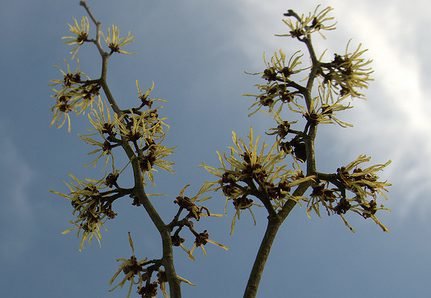 5474373258 c85d52e1be witch hazel e1486434344874