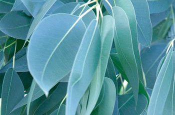 Eucalyptus Leaves e1486571695711