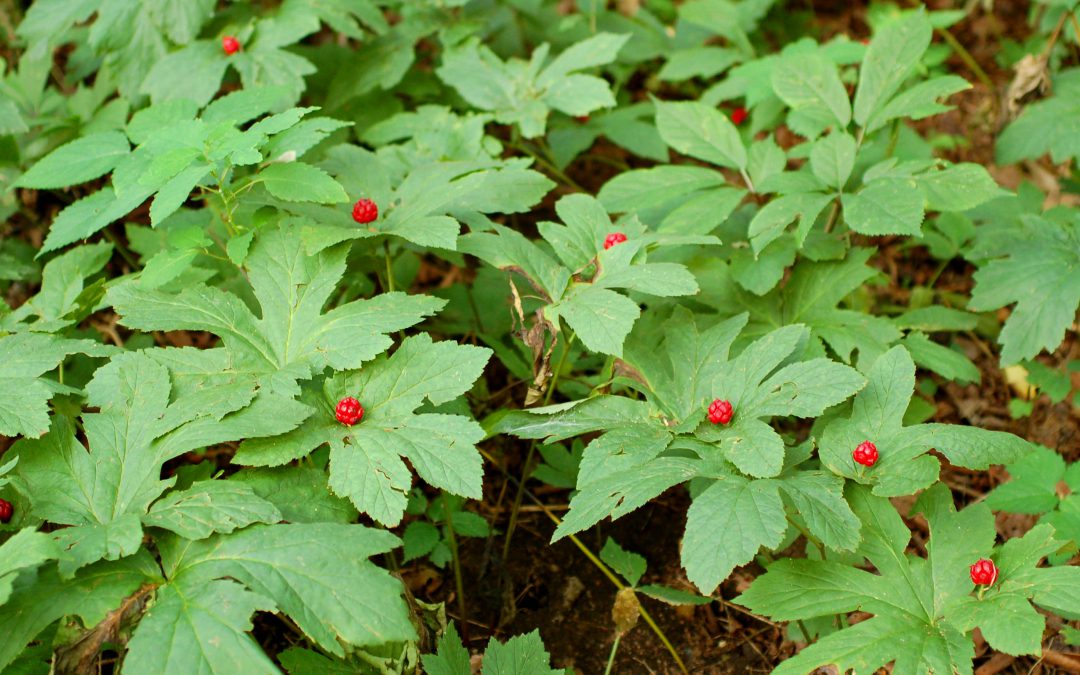 goldenseal e1486591108376 1080x675 1