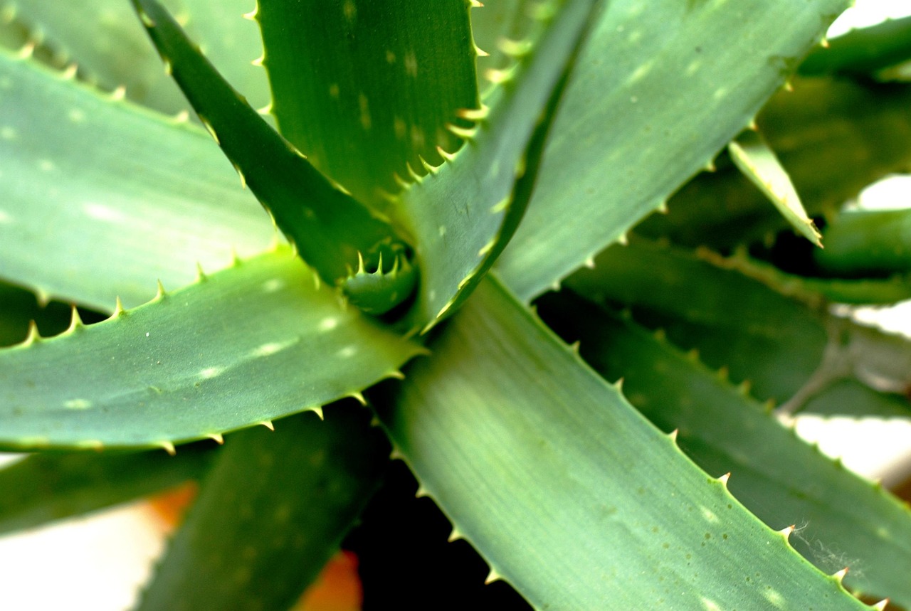 Herbal Profile of Aloe Vera