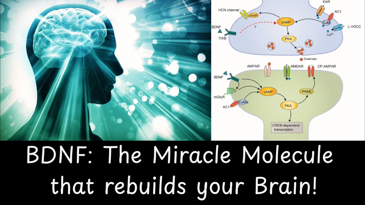 BDNF Brain Derived Neurotrophic Factor BDNF Brain Derived Neurotrophic Factor