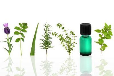 Oregano (Origanum Compactum) Essential Oil Profile Benefits Properties